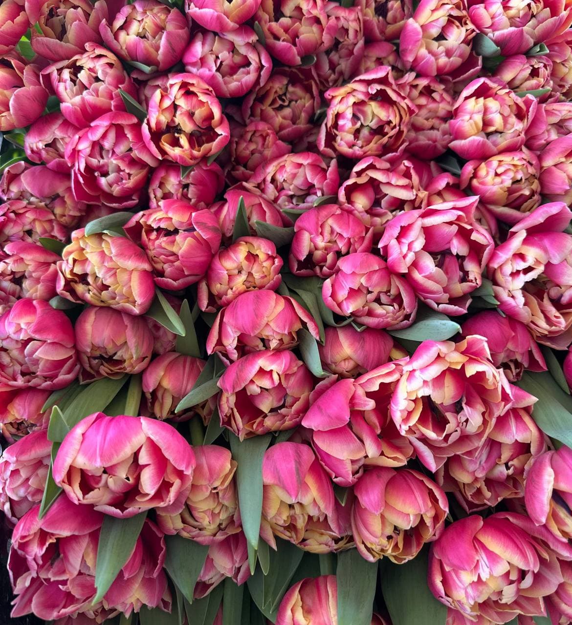 Малиновый ковёр